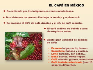 EL CAFÉ EN MÉXICO
Es cultivado por los indígenas en zonas montañosas.

Dos sistemas de producción: bajo la sombra y a pleno sol.

Se produce el 96% de café Arábica y el 4% de café robusta.

                               El café arábica es bebida suave,
                               de exquisito sabor.


                               Existe gran variedad de bebidas
                               de café:

                                   Expreso largo, corto, breve…
                                   Capuchino italiano y clásico.
                                   Latte caramel, con sabor…
                                   Moka blanco, Moka frappé.
                                   Café robusta, granza, americano
                                   Café tostado saborizado (con 13
                                    sabores diferentes.
 