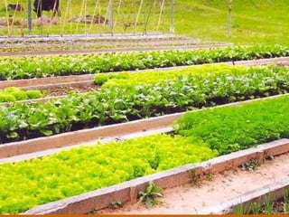 La solución con cafeína puede ser hecha con  2 cucharadas soperas  de borra de café  por cada medio vaso de agua  l o que facilitaría el uso por parte de toda la población y puede ser aplicada en platos. El mosquito se desarrolla hasta en una película fina de agua que a veces se forma sobre la tierra endurecida de los predios y huertas, y de otros recipientes con agua estancada como... (llantas, latas, botellas,  etc...) “La  borra   no precisa ser diluída en agua para ser usada” - dice la bióloga . Puede ser colocada directamente en los recipientes, ya que el agua que corre después de regar las plantas, diluye la  borra  Ella sugiere, en fin, que la borra de café comience a ser usada, también como un  abono ecológicamente correcto. ¡¡¡ Actualmente, el método usado en el combate contra el dengue es  altamente tóxico!!! Para el hombre, animales y plantas... 