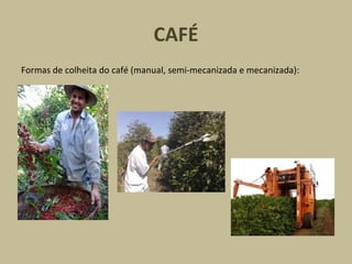 CAFÉ Formas de colheita do café (manual, semi-mecanizada e mecanizada): 