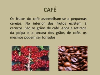 CAFÉ Os frutos do café assemelham-se a pequenas cerejas. No interior dos frutos existem 2 caroços. São os grãos de café. Após a retirada da polpa e a secura dos grãos de café, os mesmos podem ser torrados. 