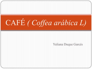 CAFÉ ( Coffea arábica L)

              Yuliana Duque Garcés
 