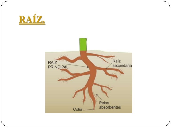 Resultado de imagen para raiz del cafe