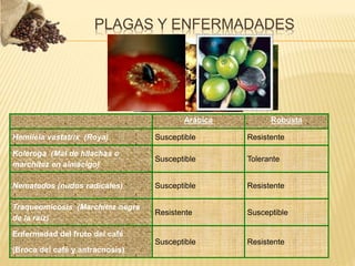 Arábica Robusta
Hemileia vastatrix (Roya) Susceptible Resistente
Koleroga (Mal de hilachas o
marchitez en almácigo)
Susceptible Tolerante
Nematodos (nudos radicales) Susceptible Resistente
Traqueomicosis (Marchitez negra
de la raíz)
Resistente Susceptible
Enfermedad del fruto del café
(Broca del café y antracnosis)
Susceptible Resistente
PLAGAS Y ENFERMADADES
 