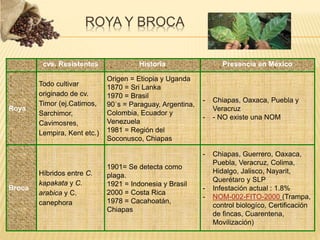 cvs. Resistentes Historia Presencia en México
Roya
Todo cultivar
originado de cv.
Timor (ej.Catimos,
Sarchimor,
Cavimosres,
Lempira, Kent etc.)
Origen = Etiopia y Uganda
1870 = Sri Lanka
1970 = Brasil
90´s = Paraguay, Argentina,
Colombia, Ecuador y
Venezuela
1981 = Región del
Soconusco, Chiapas
- Chiapas, Oaxaca, Puebla y
Veracruz
- - NO existe una NOM
Broca
Híbridos entre C.
kapakata y C.
arabica y C.
canephora
1901= Se detecta como
plaga.
1921 = Indonesia y Brasil
2000 = Costa Rica
1978 = Cacahoatán,
Chiapas
- Chiapas, Guerrero, Oaxaca,
Puebla, Veracruz, Colima,
Hidalgo, Jalisco, Nayarit,
Querétaro y SLP
- Infestación actual : 1.8%
- NOM-002-FITO-2000 (Trampa,
control biologíco, Certificación
de fincas, Cuarentena,
Movilización)
ROYA Y BROCA
 