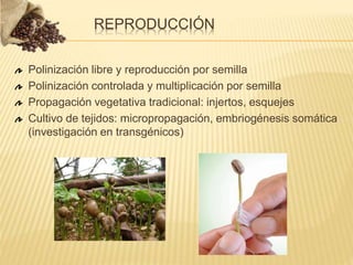 Polinización libre y reproducción por semilla
Polinización controlada y multiplicación por semilla
Propagación vegetativa tradicional: injertos, esquejes
Cultivo de tejidos: micropropagación, embriogénesis somática
(investigación en transgénicos)
REPRODUCCIÓN
 