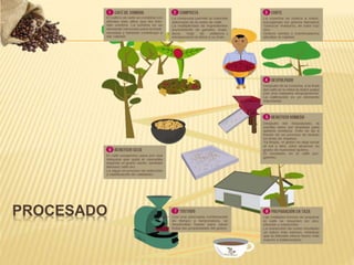 PROCESADO
 