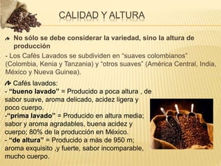 No sólo se debe considerar la variedad, sino la altura de
producción
- Los Cafés Lavados se subdividen en “suaves colombianos”
(Colombia, Kenia y Tanzania) y “otros suaves” (América Central, India,
México y Nueva Guinea).
CALIDAD Y ALTURA
Cafés lavados:
- “bueno lavado” = Producido a poca altura , de
sabor suave, aroma delicado, acidez ligera y
poco cuerpo.
-“prima lavado” = Producido en altura media;
sabor y aroma agradables, buena acidez y
cuerpo; 80% de la producción en México.
- “de altura” = Producido a más de 950 m;
aroma exquisito ,y fuerte, sabor incomparable,
mucho cuerpo.
 