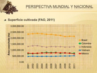 Superficie cultivada (FAO, 2011)
PERSPECTIVA MUNDIAL Y NACIONAL
0.00
500,000.00
1,000,000.00
1,500,000.00
2,000,000.00
2,500,000.00
3,000,000.00
2001
2002
2003
2004
2005
2006
2007
2008
2009
2010
2011
Área
cosechada
(ha)
Brasil
Colombia
Indonesia
Vietnam
México
 