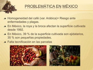 PROBLEMÁTICA EN MÉXICO
Homogeneidad del café (var. Arábica)= Riesgo ante
enfermedades y plagas.
En México, la roya y la broca afectan la superficie cultivada
desde 1992.
En México, 39 % de la superficie cultivada son ejidatarios,
35 % son pequeñas propiedades.
Falta tecnificación en las parcelas
 