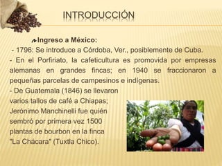 INTRODUCCIÓN
Ingreso a México:
- 1796: Se introduce a Córdoba, Ver., posiblemente de Cuba.
- En el Porfiriato, la cafeticultura es promovida por empresas
alemanas en grandes fincas; en 1940 se fraccionaron a
pequeñas parcelas de campesinos e indígenas.
- De Guatemala (1846) se llevaron
varios tallos de café a Chiapas;
Jerónimo Manchinelli fue quién
sembró por primera vez 1500
plantas de bourbon en la finca
"La Chácara" (Tuxtla Chico).
 