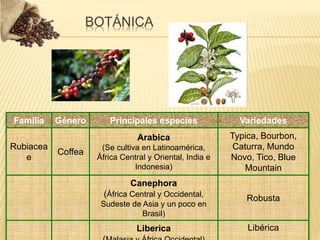 BOTÁNICA
Familia Género Principales especies Variedades
Rubiacea
e
Coffea
Arabica
(Se cultiva en Latinoamérica,
África Central y Oriental, India e
Indonesia)
Typica, Bourbon,
Caturra, Mundo
Novo, Tico, Blue
Mountain
Canephora
(África Central y Occidental,
Sudeste de Asia y un poco en
Brasil)
Robusta
Liberica Libérica
 