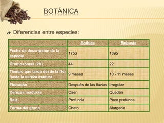 Diferencias entre especies:
Arábica Robusta
Fecha de descripción de la
especie
1753 1895
Cromosomas (2n) 44 22
Tiempo que tarda desde la flor
hasta la cereza madura
9 meses 10 - 11 meses
Floración Después de las lluvias Irregular
Cerezas maduras Caen Quedan
Raíz Profunda Poco profunda
Forma del grano Chato Alargado
BOTÁNICA
 