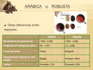 Otras diferencias entre
especies:
Arábica Robusta
Rendimiento (kg granos/ha) 1.500 - 3.000 2.300 - 4.000
Contenido de cafeína del grano 0,8 - 1,4% 1,7 - 4,0%
Forma del grano Chato Alargado
Características típicas del café
bebida
Ácidez Amargor, pleno
Cuerpo Promedio 1,2% Promedio 2,0%
ARÁBICA VS ROBUSTA
 
