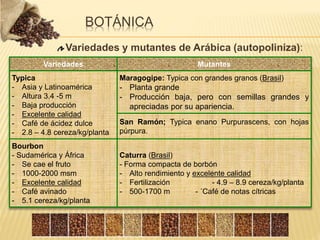 BOTÁNICA
Variedades y mutantes de Arábica (autopoliniza):
Variedades Mutantes
Typica
- Asia y Latinoamérica
- Altura 3.4 -5 m
- Baja producción
- Excelente calidad
- Café de ácidez dulce
- 2.8 – 4.8 cereza/kg/planta
Maragogipe: Typica con grandes granos (Brasil)
- Planta grande
- Producción baja, pero con semillas grandes y
apreciadas por su apariencia.
San Ramón; Typica enano Purpurascens, con hojas
púrpura.
Bourbon
- Sudamérica y África
- Se cae el fruto
- 1000-2000 msm
- Excelente calidad
- Café avinado
- 5.1 cereza/kg/planta
Caturra (Brasil)
- Forma compacta de borbón
- Alto rendimiento y excelente calidad
- Fertilización - 4.9 – 8.9 cereza/kg/planta
- 500-1700 m - ´Café de notas cítricas
 