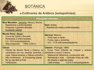 BOTÁNICA
Cultivares de Arábica (autopoliniza):
Principales cultivares
Blue Mountain: (Jamaica, Kenya y Kenia).
- Resistencia a enfermedades
- Prospera a grandes altitudes
- Excelente calidad
Kent: (India).
- Resistencia media a enfermedades.
Mundo Novo: (Brasil)
- Cruce de Typica y Bourbon
- Resistente a enfermedades
- 5.4 -16.6 cereza/kg/planta
- Alta producción -1000-1700 m
Gárnica( México)
- Porte bajo a medio
- Frutos rojos y amarillos
- 6.5 – 17.6 café cereza/kg/planta
Catuai:
- Híbrido de Mundo Novo y Caturra, se
caracteriza por sus cerezas amarillas o
rojas: Catuai-amarelo y Catuai-vermelho
- Alto rendimiento -6.7cereza/kg´/planta
- No se cae fácil el fruto
- Fertilización
Catimor (Portugal, 1959)
– Cruce Timor (híbrido de robusta y arábica
resistente a roya) y Caturra.
- Maduración temprana y producción alta
- Resistente a roya - Grandes frutos de café.
- Se adapta a regiones bajas.
- Café amargo -5.2-6.4 cereza/kg/planta
 