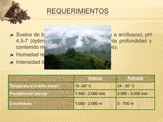 Suelos de buen drenaje (prefiere francos a arcillosos), pH
4.5-7 (óptimo 5-6), pueden ser de distinta profundidad y
contenido mineral (no tolera suelos salinos).
Humedad relativa: 70-85%.
Intensidad óptima de luz: 32.3-86.1 Klux .
Arábica Robusta
Temperatura (media anual) 15 -24° C 24 - 30° C
Precipitación pluvial 1.500 - 2.000 mm 2.000 - 3.000 mm
Crecimiento 1.000 - 2.000 m 0 - 700 m
REQUERIMIENTOS
 
