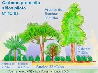 Fuente: ANACAFE Y Rain Forest Alliance 2010
 