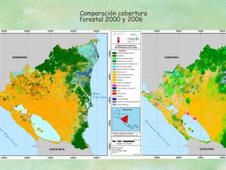 . Comparación cobertura
  forestal 2000 y 2006
 