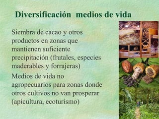 Diversificación medios de vida
Siembra de cacao y otros
productos en zonas que
mantienen suficiente
precipitación (frutales, especies
maderables y forrajeras)
Medios de vida no
agropecuarios para zonas donde
otros cultivos no van prosperar
(apicultura, ecoturismo)
 