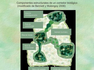 Componentes estructurales de un corredor biológico
(modificado de Bennett y Mulongoy 2006)
 