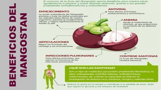 BENEFICIOSDEL
MANGOSTAN
 