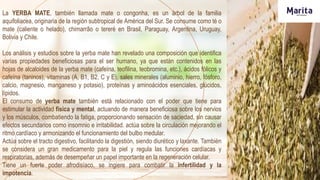 La YERBA MATE, también llamada mate o congonha, es un árbol de la familia
aquifoliacea, originaria de la región subtropical de América del Sur. Se consume como té o
mate (caliente o helado), chimarrão o tereré en Brasil, Paraguay, Argentina, Uruguay,
Bolivia y Chile.
Los análisis y estudios sobre la yerba mate han revelado una composición que identifica
varias propiedades beneficiosas para el ser humano, ya que están contenidos en las
hojas de alcaloides de la yerba mate (cafeína, teofilina, teobromina, etc.), ácidos fólicos y
cafeína (taninos), vitaminas (A, B1, B2, C y E), sales minerales (aluminio, hierro, fósforo,
calcio, magnesio, manganeso y potasio), proteínas y aminoácidos esenciales, glúcidos,
lípidos.
El consumo de yerba mate también está relacionado con el poder que tiene para
estimular la actividad física y mental, actuando de manera beneficiosa sobre los nervios
y los músculos, combatiendo la fatiga, proporcionando sensación de saciedad, sin causar
efectos secundarios como insomnio e irritabilidad. actúa sobre la circulación mejorando el
ritmo cardíaco y armonizando el funcionamiento del bulbo medular.
Actúa sobre el tracto digestivo, facilitando la digestión, siendo diurético y laxante. También
se considera un gran medicamento para la piel y regula las funciones cardíacas y
respiratorias, además de desempeñar un papel importante en la regeneración celular.
Tiene un fuerte poder afrodisíaco, se ingiere para combatir la infertilidad y la
impotencia.
 