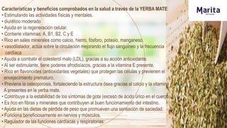Características y beneficios comprobados en la salud a través de la YERBA MATE:
• Estimulando las actividades físicas y mentales.
• diurético moderado
• Ayuda en la regeneración celular.
• Contiene vitaminas: A, B1, B2, C y E
• Rico en sales minerales como calcio, hierro, fósforo, potasio, manganeso.
• vasodilatador, actúa sobre la circulación mejorando el flujo sanguíneo y la frecuencia
cardíaca
• Ayuda a combatir el colesterol malo (LDL), gracias a su acción antioxidante.
• Al ser estimulante, tiene poderes afrodisíacos, gracias a la vitamina E presente.
• Rico en flavonoides (antioxidantes vegetales) que protegen las células y previenen el
envejecimiento prematuro.
• Previene la osteoporosis, fortaleciendo la estructura ósea gracias al calcio y la vitamina
A presentes en la yerba mate.
• Contribuye a la estabilidad de los síntomas de gota (exceso de ácido úrico en el cuerpo)
• Es rico en fibras y minerales que contribuyen al buen funcionamiento del intestino.
• Ayuda en las dietas de pérdida de peso que promueven una sensación de saciedad.
• Funciona beneficiosamente en nervios y músculos.
• Regulador de las funciones cardíacas y respiratorias.
 