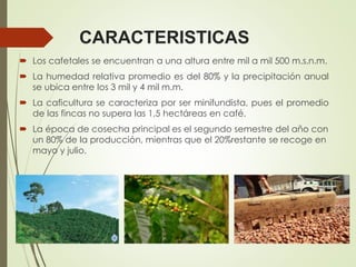 CARACTERISTICAS
 Los cafetales se encuentran a una altura entre mil a mil 500 m.s.n.m.
 La humedad relativa promedio es del 80% y la precipitación anual
se ubica entre los 3 mil y 4 mil m.m.
 La caficultura se caracteriza por ser minifundista, pues el promedio
de las fincas no supera las 1,5 hectáreas en café.
 La época de cosecha principal es el segundo semestre del año con
un 80% de la producción, mientras que el 20%restante se recoge en
mayo y julio.
 
