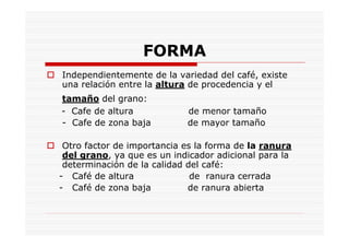 FORMA
Independientemente de la variedad del café, existe
una relación entre la altura de procedencia y el
tamaño del grano:
- Cafe de altura de menor tamaño
- Cafe de zona baja de mayor tamaño
Otro factor de importancia es la forma de la ranura
del grano, ya que es un indicador adicional para la
determinación de la calidad del café:
- Café de altura de ranura cerrada
- Café de zona baja de ranura abierta
 