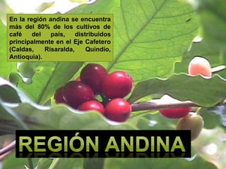 En la región andina se encuentra más del 80% de los cultivos de café del país, distribuidos principalmente en el Eje Cafetero (Caldas, Risaralda, Quindío, Antioquia). REGIÓN ANDINA 