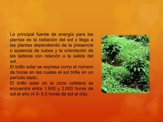 La principal fuente de energía para las plantas es la radiación del sol y llega a las plantas dependiendo de la presencia o ausencia de nubes y la orientación de las laderas con relación a la salida del sol.El brillo solar se expresa como el número de horas en las cuales el sol brilla en un período dado.El brillo solar en la zona cafetera se encuentra entre 1.600 y 2.000 horas de sol al año (4.5- 5.5 horas de sol al día).