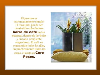 El proceso es
extremadamente simple:
El mosquito puede ser
combatido colocándose
borra de café en las
macetas, dentro de las hojas
y en todo recipiente
sospechoso. El café es
consumido todos los días,
en prácticamente todas las
casas, el costo es Cero

Pesos.

 