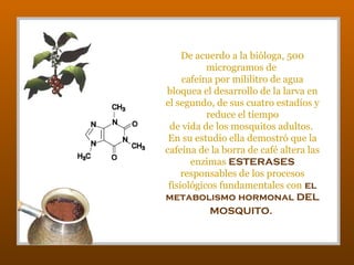 De acuerdo a la bióloga, 500
microgramos de
cafeína por mililitro de agua
bloquea el desarrollo de la larva en
el segundo, de sus cuatro estadíos y
reduce el tiempo
de vida de los mosquitos adultos.
En su estudio ella demostró que la
cafeína de la borra de café altera las
enzimas ESTERASES
responsables de los procesos
fisiológicos fundamentales con el
metabolismo hormonal DEL
MOSQUITO.

 