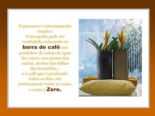 O processo é extremamente
           simples:
    O mosquito pode ser
  combatido colocando-se
  borra de café nos
pratinhos de coleta de água
 dos vasos, nos pratos dos
  xaxins, dentro das folhas
       das bromélias...
  e o café que é produzido
      todos os dias, em
praticamente todas as casas,
      o custo é Zero.
 