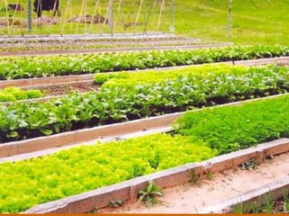 A solução com cafeína pode ser feita com 2 colheres de sopa de
 borra de café para cada meio copo de água o que facilitaria o uso
    pela população de baixa renda e pode ser aplicada em pratos.
 O mosquito se desenvolve até mesmo na película fina de água que
às vezes se forma sobre a terra endurecida dos prédios e hortas, e de
                outros recipientes com água parada...
                  (pneus, latas, caixas d’água etç...)
     “A borra não precisa ser diluída em água para ser usada”
                           - diz a bióloga .
  Pode ser colocada diretamente nos recipientes, já que a água que
         escorre depois de regar as plantas, dilui as borras .
  Ela sugere, enfim, que a borra de café passe a ser usada, também
           como um adubo ecologicamente correto.
  Atualmente, o método usado no combate à dengue é altamente
        tóxico!!! para homens, animais e plantas...
 