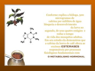 Conforme explica a bióloga, 500
           microgramas de
     cafeína por mililitro de água
bloqueia o desenvolvimento
                         da larva no
 segundo, de seus quatro estágios e
            reduz o tempo
   de vida dos mosquitos adultos.
 Em seu estudo ela demonstrou que
 a cafeína da borra de café altera as
       enzimas ESTERASES
     responsáveis por processos
fisiológicos fundamentais com
    o metabolismo hormonal
 