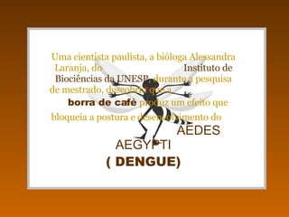 Uma cientista paulista, a bióloga Alessandra Laranja, do  Instituto de Biociências da UNESP , durante a pesquisa de mestrado, descobriu que a  borra de café   produz um efeito que bloqueia a postura e desenvolvimento do   AEDES AEGYPTI ( DENGUE) 