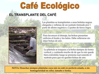 EL TRANSPLANTE DEL CAFÉ
Las plantitas se transplantan a unas bolsitas negras
alargadas y rellenas de un sustrato formado por 1
parte de abono orgánico y 2 partes de tierra negra.
Para favorecer el drenaje, las bolsas presentan
orificios al fondo y los lados. Debe rellenarse sin
dejar bolsas de aire.
La plántula se traspasa a la bolsa siempre de forma
vertical, y cuidando mucho de de que la raíz quede
bien extendida; luego se presiona nuevamente el
sustrato para que no queden bolsas de aire.
NOTA: Desechar siempre plántulas cuya raíz no esté en perfecto estado, o sin
homogeneidad en color, tamaño o forma.
 