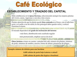 ESTABLECIMIENTO Y TRAZADO DEL CAFETAL
Debe establecerse en la época lluviosa, seleccionando siempre las mejores plantas
del vivero, sanas, vigorosas y con dos a tres cruces.
Prestar atención de que la planta quede bien centrada en el hoyo, con el tallo bien
recto y el cuello a ras de suelo; la raíz principal debe quedar recta y vertical.
Presionar la tierra.
El trazado dependerá del grado de inclinación del terreno:
- más llano, distribución más cuadrada regular
-más pronunciado, emplear curvas de nivel
Otros factores a tener en cuenta: variedad del café, número de plantas, sistemas
de poda, sistemas de sombra, asocios, forma de abono, presencias de plagas…
Ejemplo: número de árboles para una hectárea
4.600 cafetos de porte bajo (caturra o catuaí)
2.000 cafetos de porte alto (typica o bourbon)
 