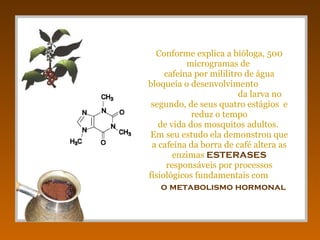 Conforme explica a bióloga, 500 microgramas de  cafeína por mililitro de água bloqueia o desenvolvimento  da larva no segundo, de seus quatro estágios  e reduz o tempo de vida dos mosquitos adultos.  Em seu estudo ela demonstrou que a cafeína da borra de café altera as enzimas  ESTERASES   responsáveis por processos fisiológicos fundamentais com  o metabolismo hormonal   