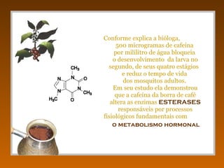 Conforme explica a bióloga,  500 microgramas de cafeína  por mililitro de água bloqueia  o desenvolvimento  da larva no segundo, de seus quatro estágios  e reduz o tempo de vida  dos mosquitos adultos.  Em seu estudo ela demonstrou  que a cafeína da borra de café  altera as enzimas  ESTERASES   responsáveis por processos fisiológicos fundamentais com  o metabolismo hormonal   