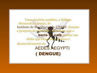 Uma cientista paulista, a bióloga Alessandra Laranja, do  Instituto de Biociências da UNESP , durante a pesquisa de mestrado, descobriu que a  borra de café   produz um efeito que bloqueia a postura e desenvolvimento do   AEDES AEGYPTI ( DENGUE) 