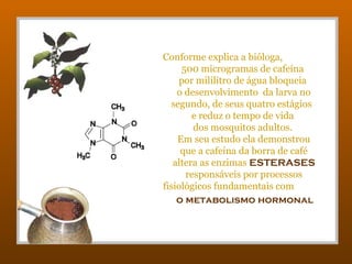 Conforme explica a bióloga,
500 microgramas de cafeína
por mililitro de água bloqueia
o desenvolvimento da larva no
segundo, de seus quatro estágios
e reduz o tempo de vida
dos mosquitos adultos.
Em seu estudo ela demonstrou
que a cafeína da borra de café
altera as enzimas ESTERASES
responsáveis por processos
fisiológicos fundamentais com
o metabolismo hormonal
 