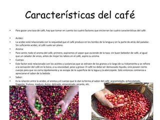Características del café
• Para gozar una taza de café, hay que tomar en cuenta los cuatro factores que encierran las cuatro características del café:
• Acidez:
• La acidez está relacionada con la sequedad que el café produce en los bordes de la lengua y en la parte de atrás del paladar.
Sin suficiente acidez, el café suele ser plano.
• Aroma:
• Para sentir, todo el aroma del café, primero, aspiramos el vapor que asciende de la taza. Un buen bebedor de café, al igual
que un catador de vinos, antes de mojar los labios en el café, aspira su aroma.
• Cuerpo:
• Este factor está relacionado con los aceites y sustancias que se extraen de los granos a lo largo de su tratamiento y se refiere
a la sensación del café en la boca, a su viscosidad, peso y grosor. El café no debe ser demasiado líquido, sino poseer cierto
cuerpo para que no corra rápidamente y se escape de la superficie de la legua y la aterciopele. Sólo entonces comienza a
apreciarse el sabor de la bebida.
• Sabor:
• Es la relación entre la acidez, el aroma y el cuerpo que le dan la forma al sabor del café: acaramelado, achocolatado,
fragante, frutoso, maduro, dulce, delicado, almendrado, picante, etc.
 