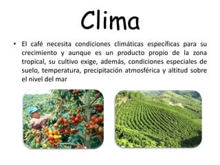 Clima
• El café necesita condiciones climáticas específicas para su
crecimiento y aunque es un producto propio de la zona
tropical, su cultivo exige, además, condiciones especiales de
suelo, temperatura, precipitación atmosférica y altitud sobre
el nivel del mar
 