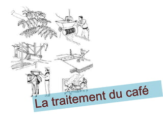 La traitementdu café