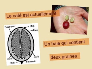 Le café estactuellementUn baie qui contientdeuxgraines