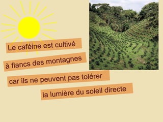 Le caféineestcultivéà flancs des montagnescar ils ne peuvent pas tolérerla lumière du soleildirecte