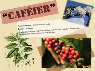 “cafÉier”Nom scientifique : Coffea arabica (Linné)Famille : rubiacéesOrigine : le cafeier est originaire d'Afrique tropicale mais est cultivé partout sur la planète dans les zones tropicales et subtropicales