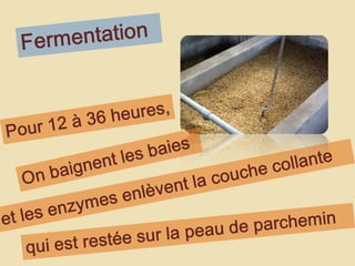 FermentationPour 12 à 36 heures,On baignent les baies et les enzymes enlèvent la couche collantequi est restée sur la peau de parchemin